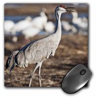 3D Rose"USA Bosque Del Apache Sandhill Crane BirdUs32 Rbr0021Rick A Brown" Matte Finish Mouse Pad - 8 x 8" - mp_145290_1