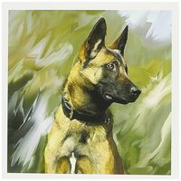 3dRose Belgian Malinois - Greeting Cards, 6 x 6 inches, set of 6 (gc_4385_1)