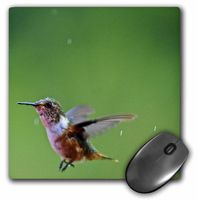 3dRose LLC 8 x 8 x 0.25 Inches Hummingbird in Flight Mouse Pad (mp_10445_1)