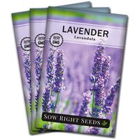 Sow Right Seeds - Lavender Seed - Non-GMO Heirloom Seeds with Full Instructions for Planting a Beautiful Herb Garden; Great Gift for Your Gardening Friend (3 Packets)