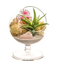 Bliss Gardens Air Plant Terrarium Kit - 4" Round Glass - Pretty Pink Countryside Pedestal