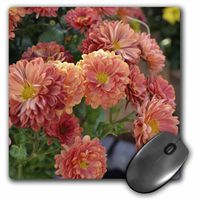 3dRose LLC 8 x 8 x 0.25 Inches Mouse Pad, Orange Autumn Mums- Flowers- Floral Photography (mp_36332_1)
