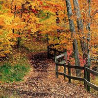 GladsBuy Autumn in Woods 10' x 10' Computer Printed Photography Backdrop Nature Theme Background ZJZ-672