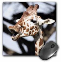 3dRose LLC 8 x 8 x 0.25 Inches Reticulated Giraffe San Francisco Zoo California Tananarive Aubert Mouse Pad (mp_88645_1)