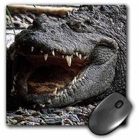 3dRose LLC 8 x 8 x 0.25 Inches Mouse Pad, Crocodile (mp_23426_1)