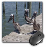 3dRose LLC 8 x 8 x 0.25 Inches 3 Pelicans Mouse Pad (mp_7342_1)