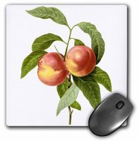 3dRose Redoute Vintage Watercolor Fruit Two Peaches Prunus Sp Mouse Pad (mp_106863_1)