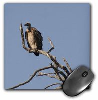 3dRose LLC 8 X 8 X 0.25 Inches South African Vulture in a Tree Mouse Pad (mp_26837_1)
