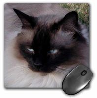 3dRose LLC 8 x 8 x 0.25 Inches Mouse Pad, Siamese Cat (mp_1220_1)