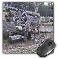 3dRose LLC 8 X 8 X 0.25 Inches Zebra Mouse Pad (mp_23695_1)