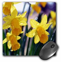 3dRose LLC 8 X 8 X 0.25 Inches Daffodils After a Rain with Water Drops Mouse Pad (mp_22537_1)