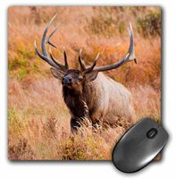 Elk, Cervus elephus, bull herding harem and bugling. - Mouse Pad, 8 by 8 inches (mp_191393_1)