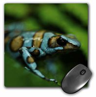 3dRose LLC 8 x 8 x 0.25 Inches Blue and Brown Tree Frog on a Leaf Mouse Pad (mp_10382_1)
