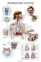 Laminated Respiratory System Anatomical Chart - Lung Anatomy Poster - 18" x 27"
