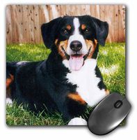 3dRose LLC 8 x 8 x 0.25 Inches Mouse Pad, Appenzeller Mountain Dog (mp_240_1)