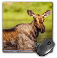 3dRose Female Moose Feeding in Small Lake in Glacier NP, Montana, USA Mouse Pad, 8" x 8" (mp_190108_1)
