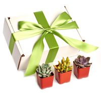 Shop Succulents | Assorted Collection of Live Succulent Plants in Gift Box, Hand Selected Variety Pack of Mini Succulents | Collection of 12