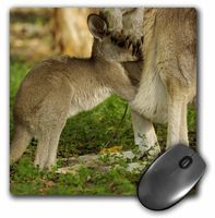 3dRose LLC 8 x 8 x 0.25 Inches Mouse Pad, Australia, Queensl and, Eastern Grey Kangaroo and Joey-Au01 Pox0186 - Pete Oxford (mp_72780_1)