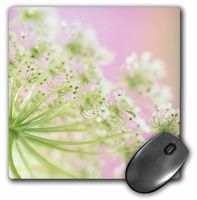 3dRose LLC 8 x 8 x 0.25 Inches Mouse Pad, USA, Washington, Cow Parsnip Flower, Jaynes Gallery (mp_95113_1)