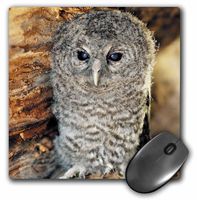 3dRose LLC 8 x 8 x 0.25 Inches Tawny Owl, Strix Aluco One Month Young Owl Aragon Spain Mouse Pad (mp_9903_1)