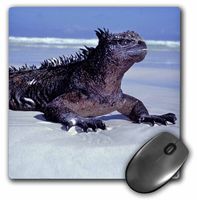 Marine iguana Galapagos Islands, Ecuador - Mouse Pad, 8 by 8 inches (mp_37622_1)