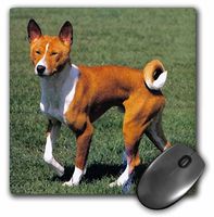 3dRose LLC 8 x 8 x 0.25 Inches Mouse Pad, Basenji (mp_4264_1)