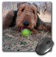 3dRose Airedale Playing Ball in Dried Grasses, Mouse Pad, 8" by 8" (mp_230291_1)