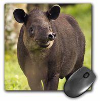 3dRose LLC 8 x 8 x 0.25 Costa Rica Bairdis Tapir Wildlife Joe and Mary Ann McDonald Mouse Pad (mp_87189_1)