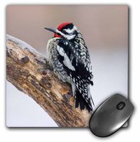 3dRose Yellow-bellied Sapsucker male, Marion, Illinois, USA. - Mouse Pad, 8 by 8 inches (mp_208136_1)