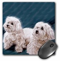 3dRose LLC 8 x 8 x 0.25 Inches Mouse Pad, Maltese (mp_758_1)
