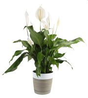 Costa Farms Peace lily, Spathiphyllum Live Indoor Plant, 3-Foot