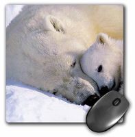 3dRose LLC 8 x 8 x 0.25 Inches Mouse Pad, Polar Bear and Cub (mp_516_1)