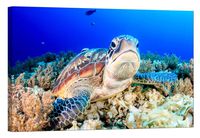 LightFairy Wall Art for Living Room - Glow in The Dark Canvas Painting - Stretched and Framed Giclee Print - Adventure Animal Aquarium Aquatic Australia - Wall Decorations for Bedroom - 36 x 24 inch