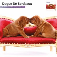 Magnet & Steel 2017 Dogue De Bordeaux Calendar, Wall Calendar