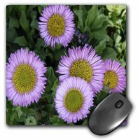3dRose LLC 8 x 8 x 0.25 Inches Erigeron Flowers Mouse Pad (mp_6260_1)