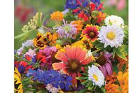 Wildflower Butterfly Hummingbird Mix DGS30062A (Multi Color) 500 Open Pollinated Seeds by David's Garden Seeds, Model: DGS30062A, Home & Garden Store