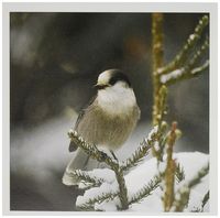 3dRose Canada, Quebec, Gray jay on snow-covered pine limb. -CN10 BJA0009 - Janyes Gallery - Greeting Cards, 6 x 6 inches, set of 12 (gc_70623_2)