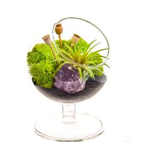 Bliss Gardens Air Plant Terrarium Kit - 4" Round Glass - Midnight Forest Pedestal