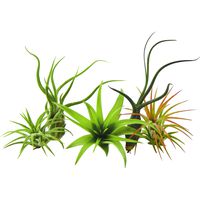 5 Pack Air Plant Tillandsias by Bliss Gardens/Live House Plants Includes Gift Box