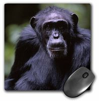 3dRose LLC 8 x 8 x 0.25 Inches Mouse Pad, UG and a, Kibale Forest Reserve, Chimpanzee Primate-Af48 Pso0045 - Paul Souders (mp_71067_1)
