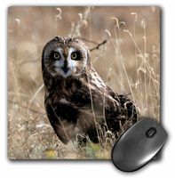 3dRose LLC 8 x 8 x 0.25 A Short-Eared Owl Rick A. Brown Mouse Pad (mp_84185_1)