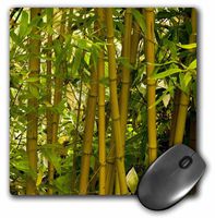 3dRose LLC 8 x 8 x 0.25 Close View of Bamboo Flora Janell Davidson Mouse Pad (mp_83430_1)