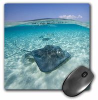 3dRose LLC 8 x 8 x 0.25 Inches Mouse Pad, Cayman isl and s, Hawksbill Sea Turtle and Coral Reef -Ca42 Pso0049 - Paul Souders (mp_74846_1)