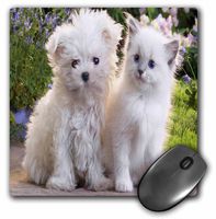 3dRose LLC 8 x 8 x 0.25 Inches Mouse Pad, Adorable White Puppy and Kitten (mp_61892_1)