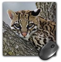 3dRose LLC 8 x 8 x 0.25 Inches Mouse Pad, Rolf Nussbaumer (mp_84325_1)