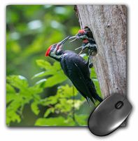 3dRose Mouse Pad Washington. Male Pileated Woodpecker Feeds Chicks at Nest Hole, 8 x 8" (mp_279665_1)