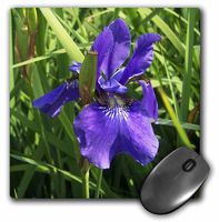 3dRose LLC 8 x 8 x 0.25 Inches Blue Iris Mouse Pad (mp_20062_1)