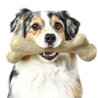 Pet Qwerks Real Bacon Infused Dinosaur BarkBone - Durable Dog Toy for Aggressive Chewers, Tough Power Chewer Bones | Made in USA, FDA Compliant Nylon - Large for XSmall Dogs & Teething Puppies