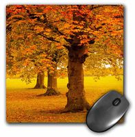 3dRose LLC 8 x 8 x 0.25 Inches Mouse Pad, Autumn Tree (mp_97785_1)