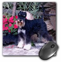 3dRose LLC 8 x 8 x 0.25 Inches Schnauzer Mouse Pad (mp_265_1)
